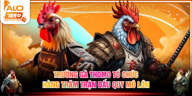 Trường gà Thomo tổ chức hàng trăm trận đấu quy mô lớn